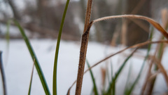 Carex virescens