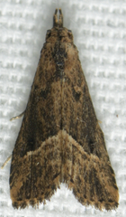 Schrankia macula