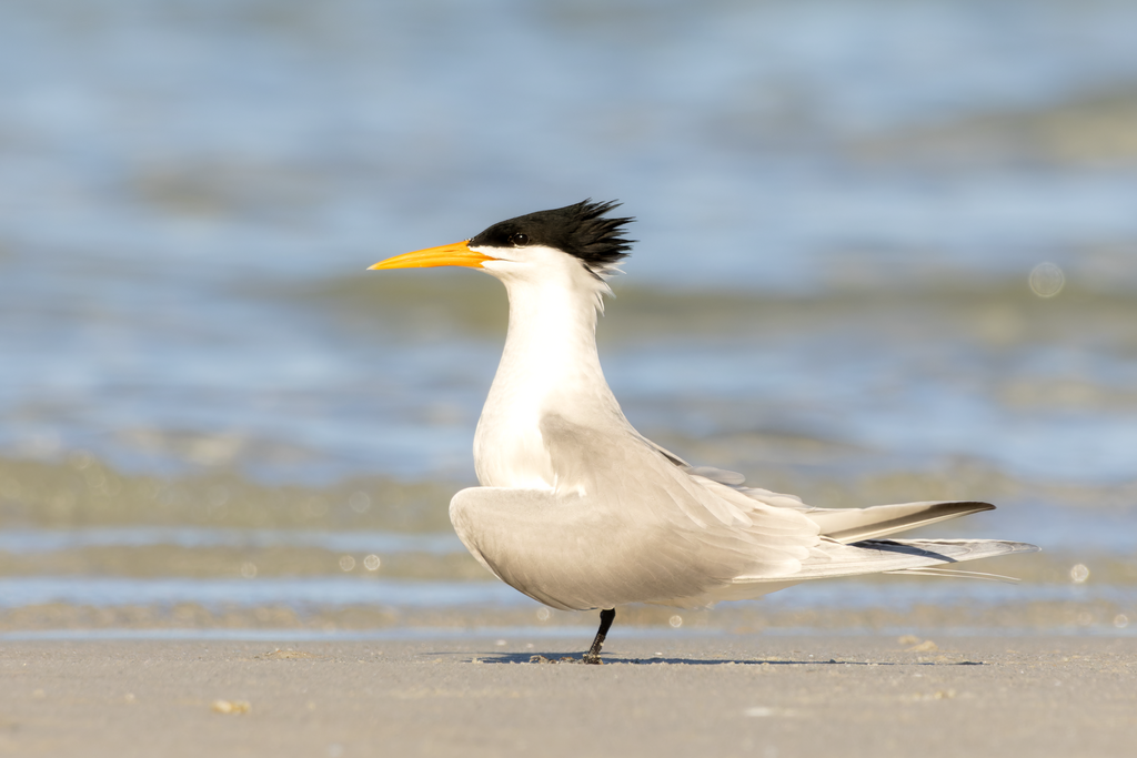 Lesser Crested Tern photo