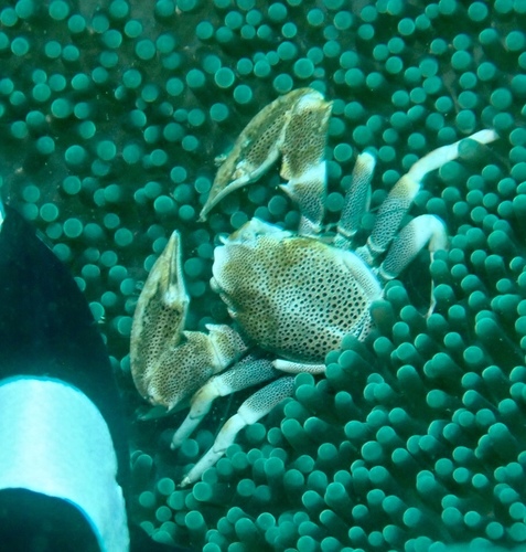 Neopetrolisthes maculatus