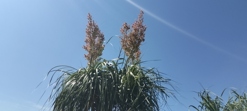 Beaucarnea recurvata