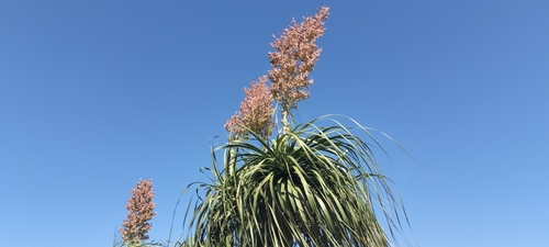 Beaucarnea recurvata