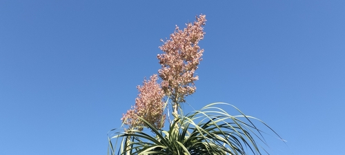 Image of Beaucarnea recurvata by (c) Tereso Hernández Morales, some rights reserved (CC BY)