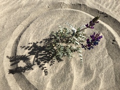 Dipodomys deserti