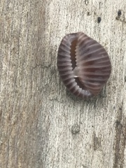 Pseudopusula californiana