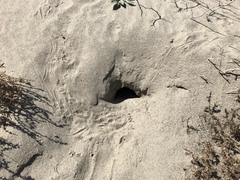 Dipodomys deserti