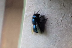Osmia ribifloris ribifloris