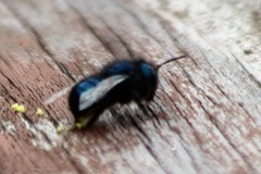 Osmia ribifloris ribifloris