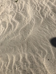 Dipodomys deserti
