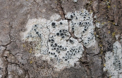 Lecanora circumborealis