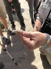 Dipodomys deserti
