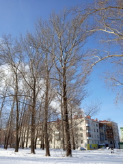 Populus × berolinensis