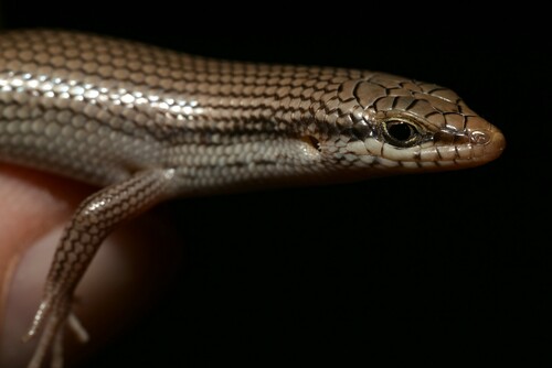 Tessellated Mabuya, Trachylepis tessellata