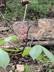 Aesculus pavia pavia