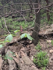 Aesculus pavia pavia