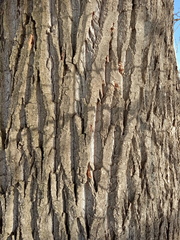 Populus × berolinensis