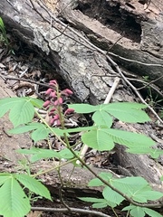 Aesculus pavia pavia
