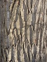 Populus × berolinensis