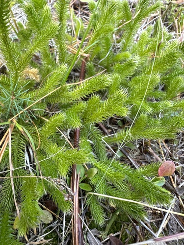 Lycopodium clavatum