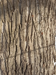 Populus × berolinensis