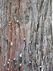 Populus × berolinensis