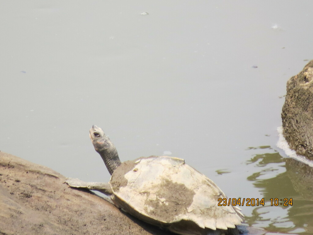 Assam Roofed Turtle in April 2014 by Rujuta Vinod · iNaturalist