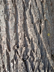 Populus × berolinensis