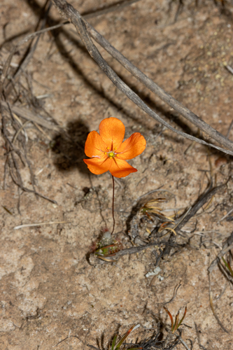 Drosera echinoblastus