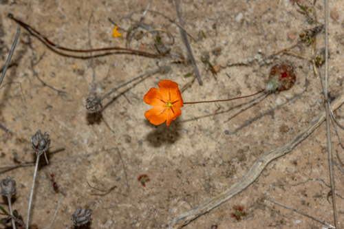 Drosera echinoblastus