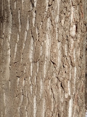 Populus × berolinensis