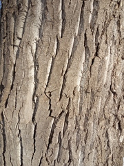 Populus × berolinensis