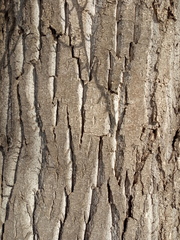 Populus × berolinensis