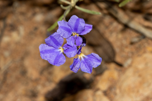 Dampiera teres, 2023-09-23