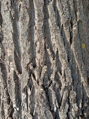 Populus × berolinensis