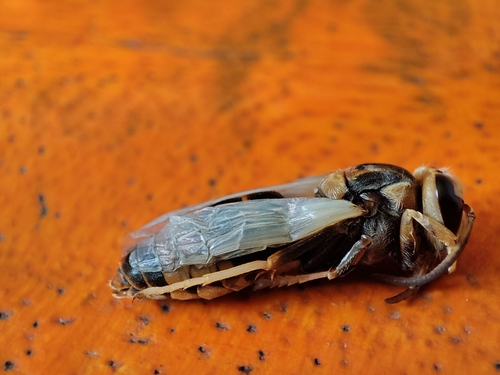 Yellow-legged Hornet