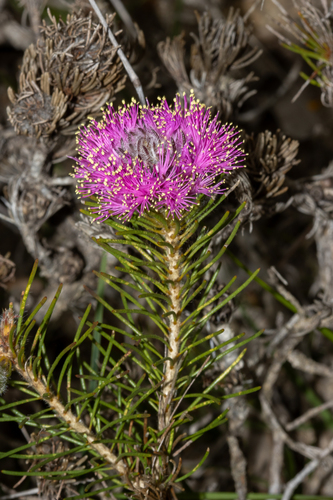 Melaleuca trichophylla observed 2023-09-23