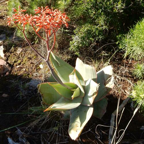 Aloe striata (Aloe striata)