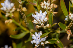Nerve-leaf Smokebush (Conospermum nervosum)