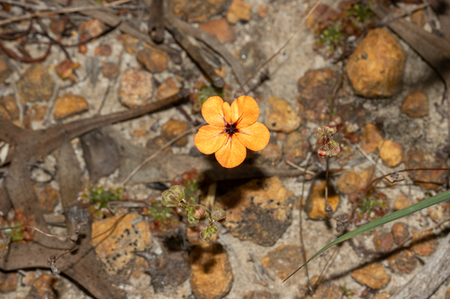 Drosera coomallo