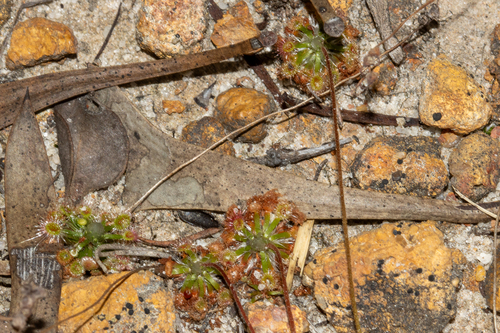 Drosera coomallo