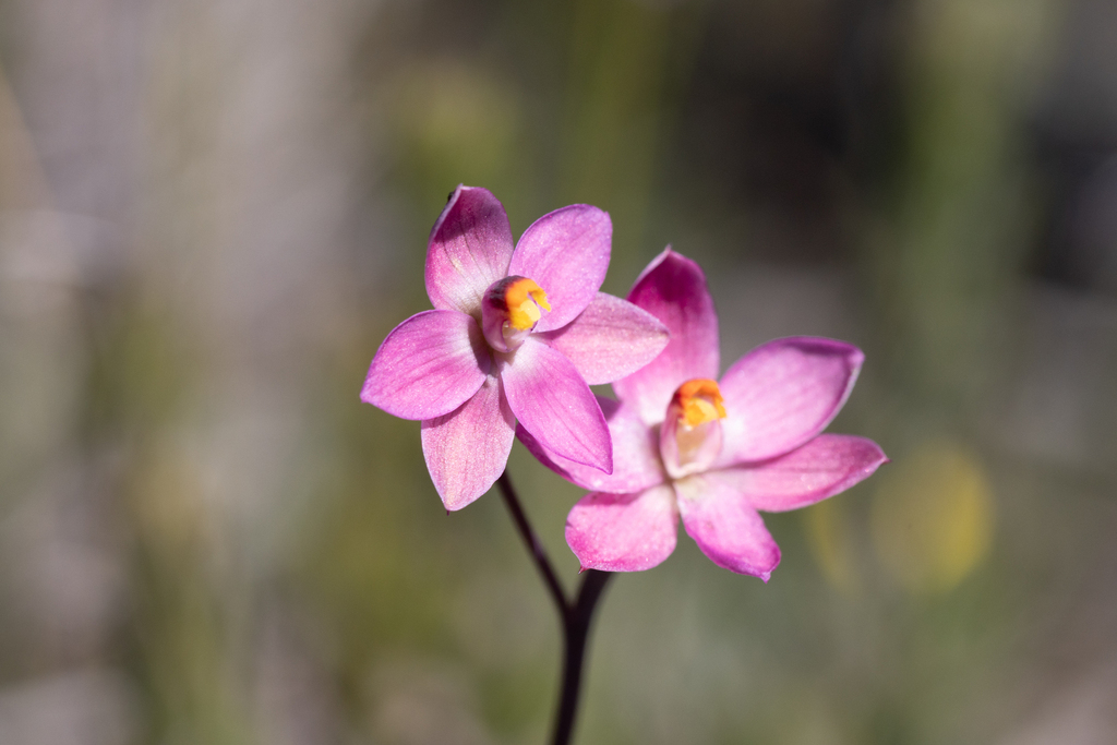 Thelymitra rubra