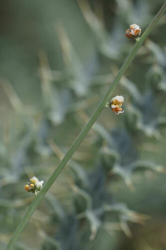 Reseda complicata, photograph 3