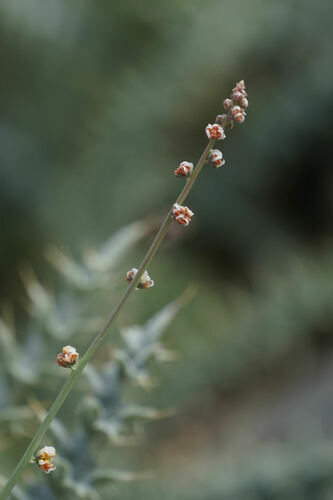 Reseda complicata, photograph 2