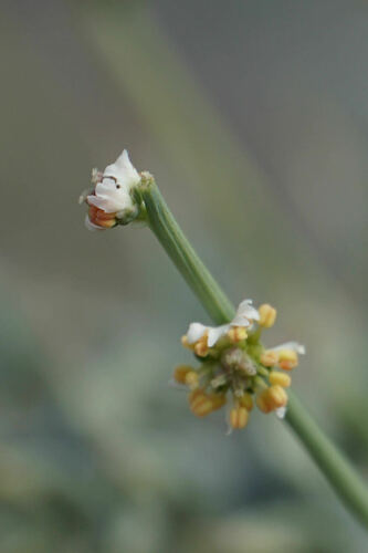 Reseda complicata, photograph 4