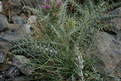 Reseda complicata, photograph (c) Connor Connolly-Moyls, some rights reserved (CC BY)