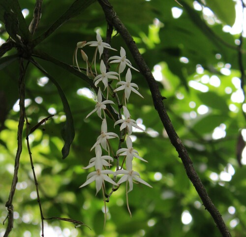 Aerangis biloba (Lindl.) Schltr. 3