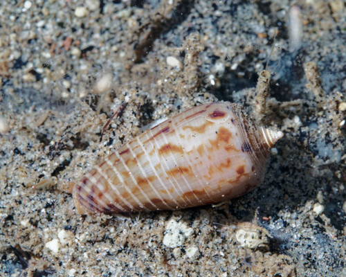 Conus cinereus observed 2023-06-16