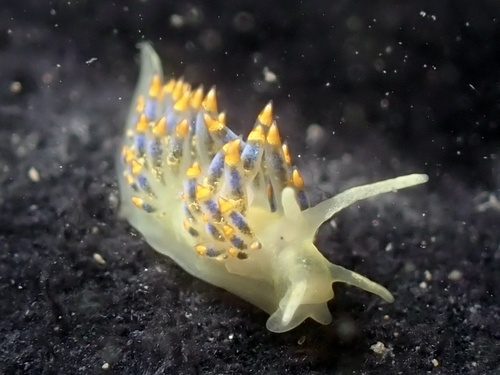 Trinchesia cuanensis