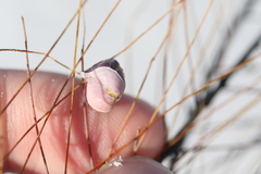 Conopea galeata
