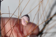 Conopea galeata